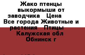 Жако птенцы выкормыши от заводчика › Цена ­ 1 - Все города Животные и растения » Птицы   . Калужская обл.,Обнинск г.